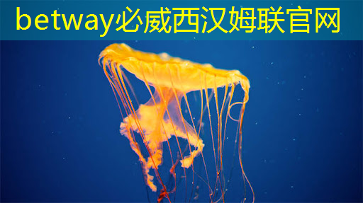 betway必威：四維投影與四維智慧的巔峰對決：打破認知的束縛