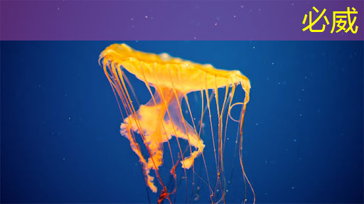 河北城市級智慧停車 河北城市級智慧停車